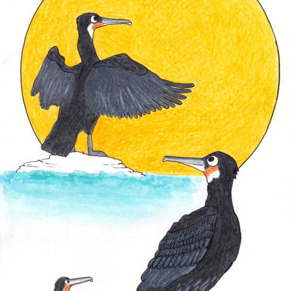 cormorans / crayon et stylo / 14,8 x 21 cm / 2024