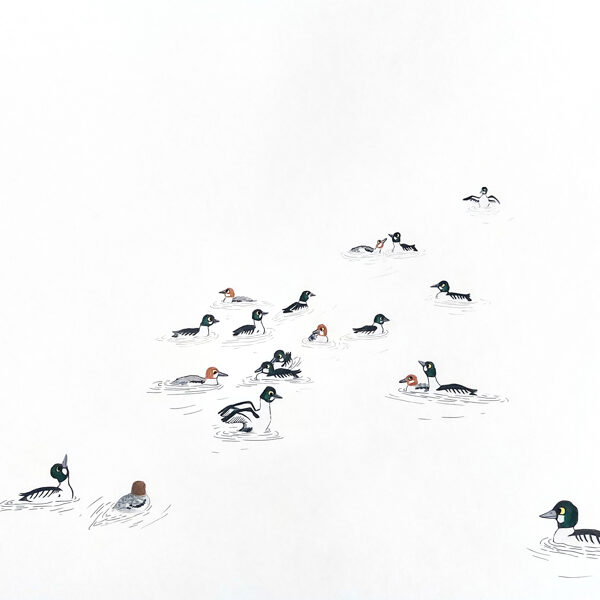 garrot oeil d'or / crayon et stylo / 56 x 65 cm / 2023 (vendu)