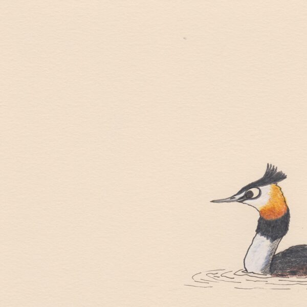 Grèbe huppée / crayon et stylo / 14,8 x 21 cm / 2023