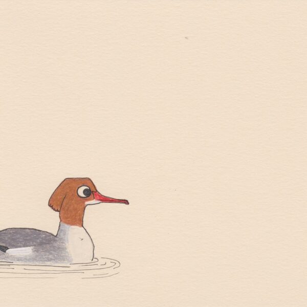 Harle bièvre / crayon et stylo / 14,8 x 21 cm / 2023