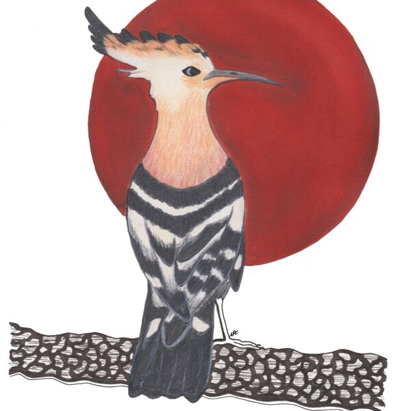 huppe / encre, stylo et crayon / 21 x 29,7 cm / 2023 (vendu)