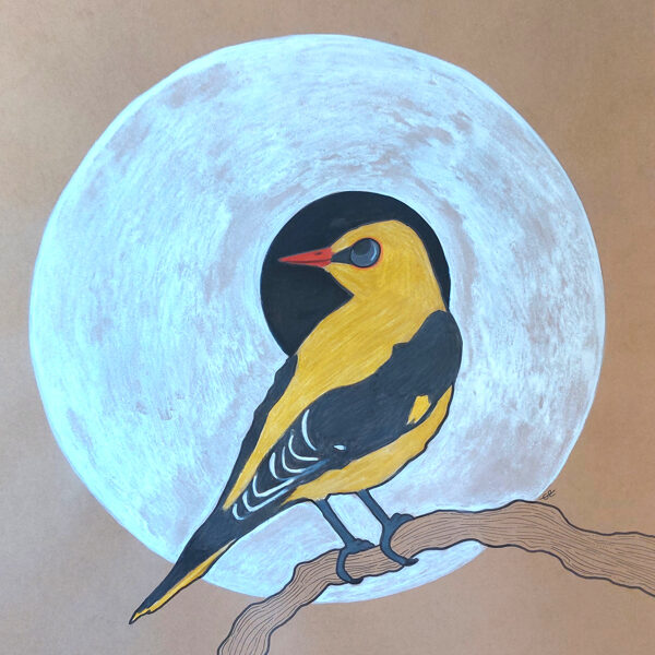 loriot / encre, styo et crayon / 29,7 x 42 cm / 2023