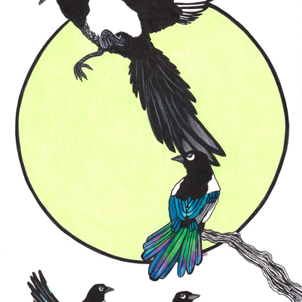 mouvements de pie / crayon et stylo / 21 x 29,7 cm / 2024