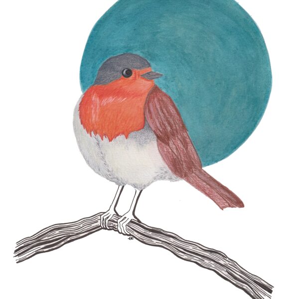 rougegorge / crayon, encre et stylo / 21 x 29,7 cm / 2023