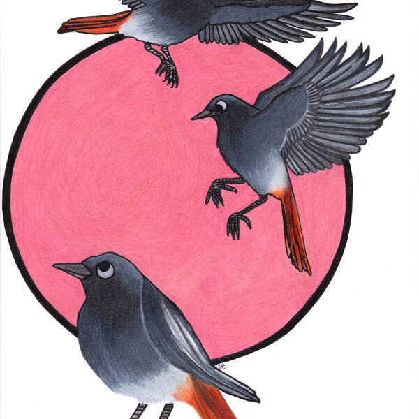 mouvements de rougequeue / crayon et stylo / 21 x 29, 7 cm / 2024