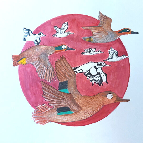 bande de sarcelles / crayon, encre et stylo / 29,7 x 42 cm / 2023