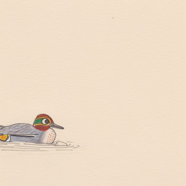 Sarcelle d'hiver / crayon et stylo / 14,8 x 21 cm / 2023