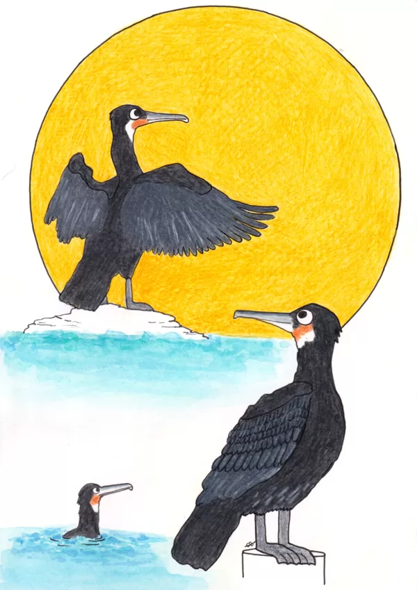 cormorans / crayon et stylo / 14,8 x 21 cm / 2024