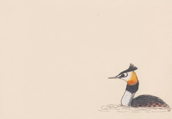 Grèbe huppée / crayon et stylo / 14,8 x 21 cm / 2023
