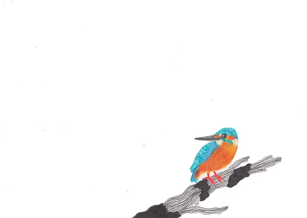 martin-pêcheur / crayon et stylo / 14,8 x 21 cm / 2025